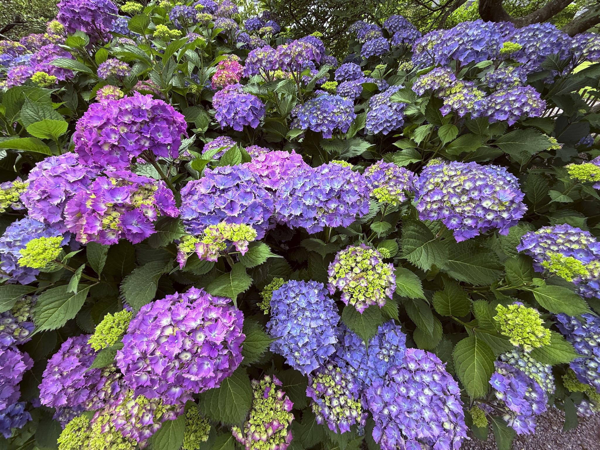 Fota's Vibrant Hydrangea Garden